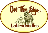 offtheedge labradoodles